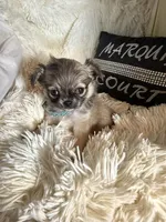 Vegas, a male Chihuahua for sale in Purvis, MS – Photo 3 of 4