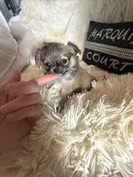 Vegas, a male Chihuahua for sale in Purvis, MS – Photo 2 of 4