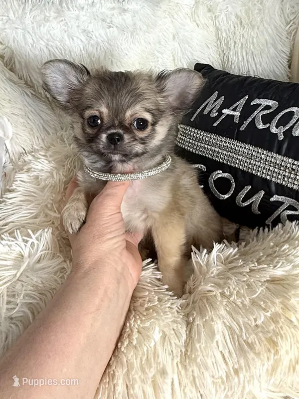 Vegas – Chihuahua puppy for sale in Purvis, MS