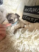 Vegas, a male Chihuahua for sale in Purvis, MS – Photo 4 of 4