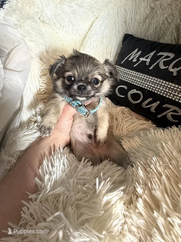 Vegas – Chihuahua puppy for sale in Purvis, MS