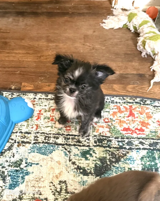 Trevor – Chihuahua puppy for sale in Purvis, MS