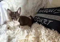 Zoey, a female Chihuahua for sale in Purvis, MS – 3 of 3