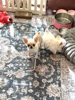 X tiny Barley , a male Chihuahua for sale in Purvis, MS – 2 of 7