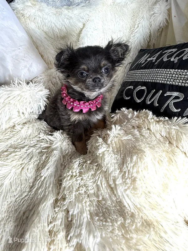 Bree – Chihuahua puppy for sale in Purvis, MS