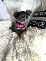 Bree, a female Chihuahua for sale in Purvis, MS – 1 of 1