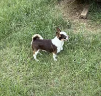 Kadan, a male Chihuahua for sale in Purvis, MS – 2 of 3