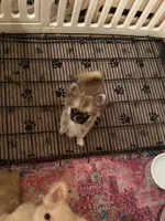 Blair, a female Chihuahua for sale in Purvis, MS – 2 of 2