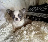 X Tiny Joey, a male Chihuahua for sale in Purvis, MS – Photo 2 of 5