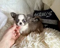 X Tiny Joey, a male Chihuahua for sale in Purvis, MS – Photo 1 of 5