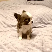 On Hold-Tiny Joey, a male Chihuahua for sale in Purvis, MS – Photo 5 of 5