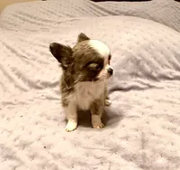 X Tiny Joey, a male Chihuahua for sale in Purvis, MS – Photo 5 of 5