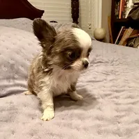 On Hold-Tiny Joey, a male Chihuahua for sale in Purvis, MS – Photo 4 of 5