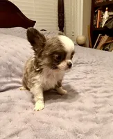 X Tiny Joey, a male Chihuahua for sale in Purvis, MS – Photo 4 of 5