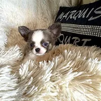 On Hold-Tiny Joey, a male Chihuahua for sale in Purvis, MS – Photo 3 of 5