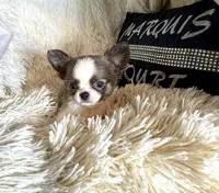 X Tiny Joey, a male Chihuahua for sale in Purvis, MS – Photo 3 of 5