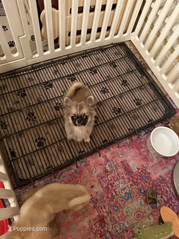 Blair – Chihuahua puppy for sale in Purvis, MS