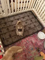 Blair, a female Chihuahua for sale in Purvis, MS – 1 of 2