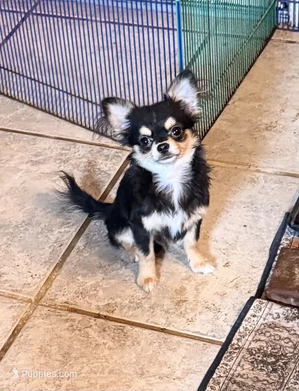 Happy  – Chihuahua puppy for sale in Purvis, MS