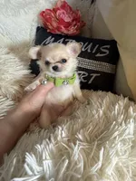 Ernie, a male Chihuahua for sale in Purvis, MS – Photo 3 of 5