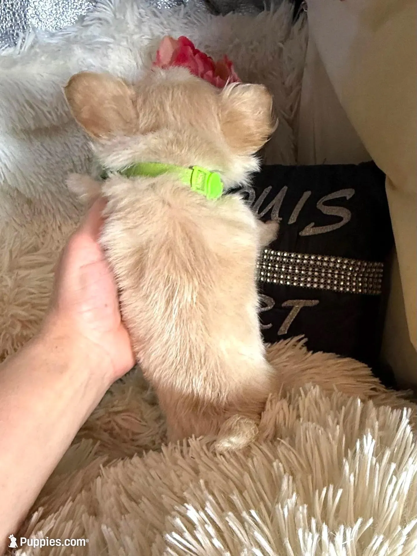 Ernie, a male Chihuahua for sale in Purvis, MS – Photo 5 of 5