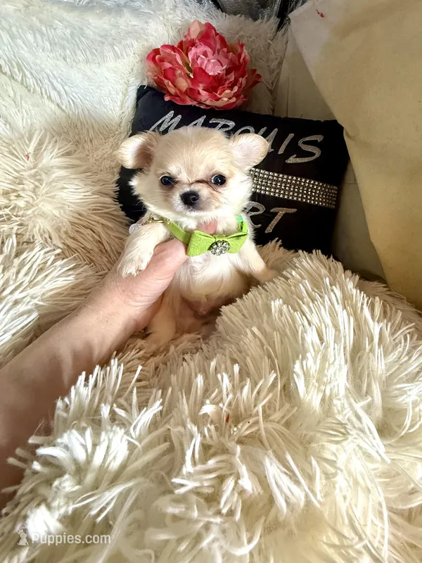 Ernie – Chihuahua puppy for sale in Purvis, MS