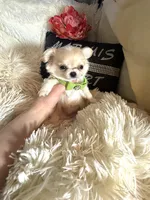 Ernie, a male Chihuahua for sale in Purvis, MS – Photo 4 of 5