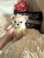 Ernie, a male Chihuahua for sale in Purvis, MS – Photo 2 of 5