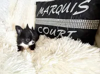 Cruz, a male Chihuahua for sale in Purvis, MS – Photo 4 of 7