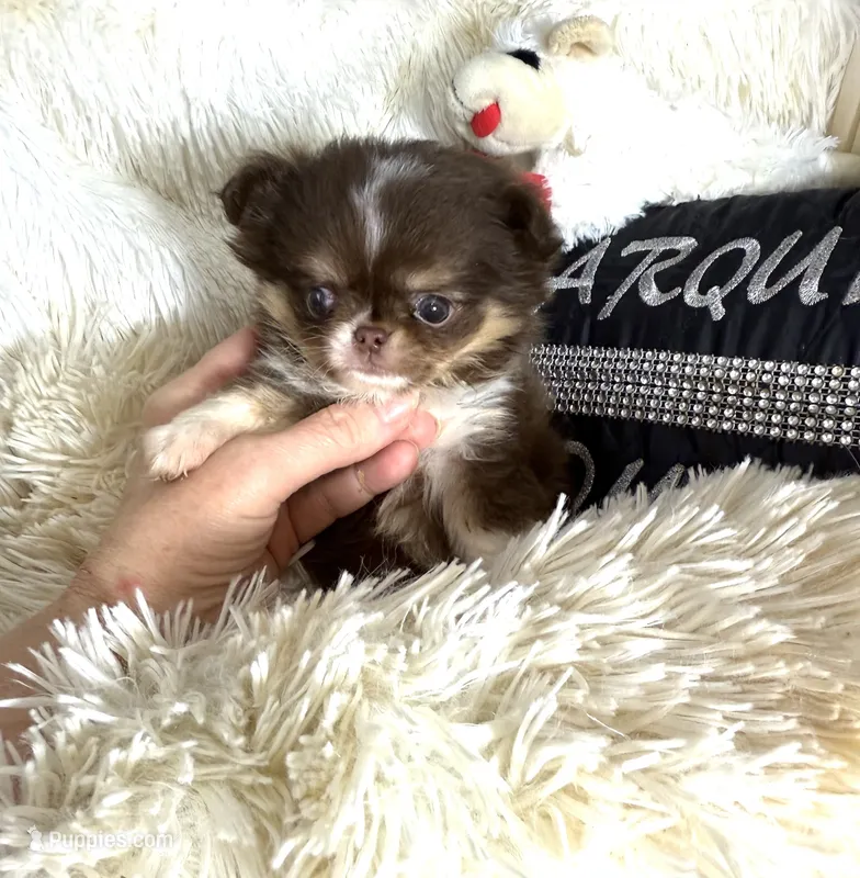 Tiny Mattie, a female Chihuahua for sale in Purvis, MS – 1 of 2