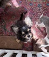 Happy (Show Prospect), a male Chihuahua for sale in Purvis, MS – 1 of 6