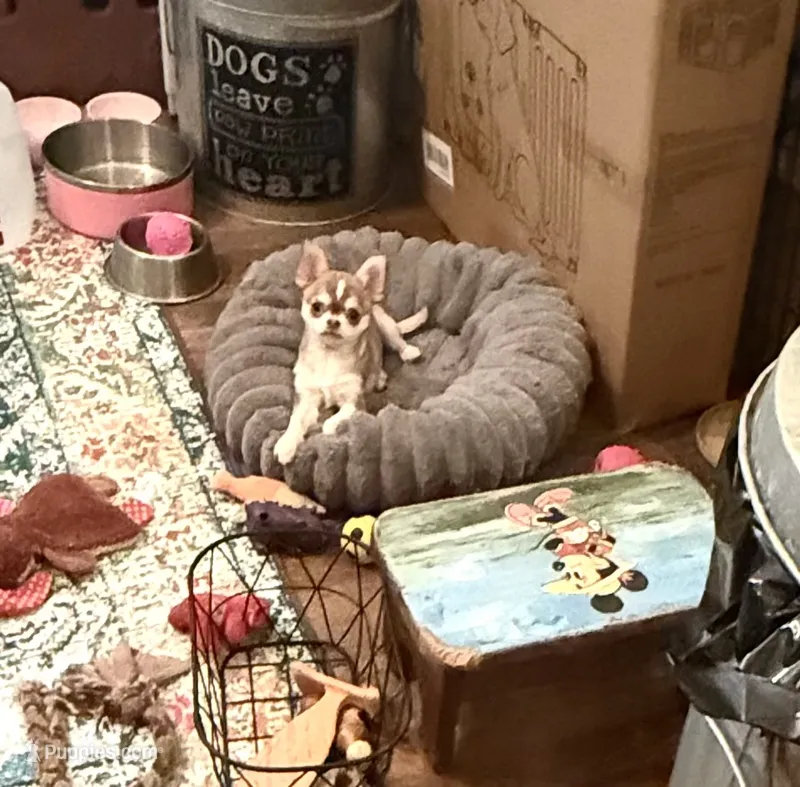 Tiny Lenny – Chihuahua puppy for sale in Purvis, MS