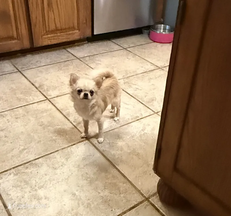 Tiny Bearly – Chihuahua puppy for sale in Purvis, MS