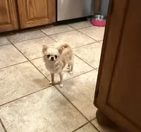 Deposit Received…Tiny Bearly, a male Chihuahua for sale in Purvis, MS – 1 of 8