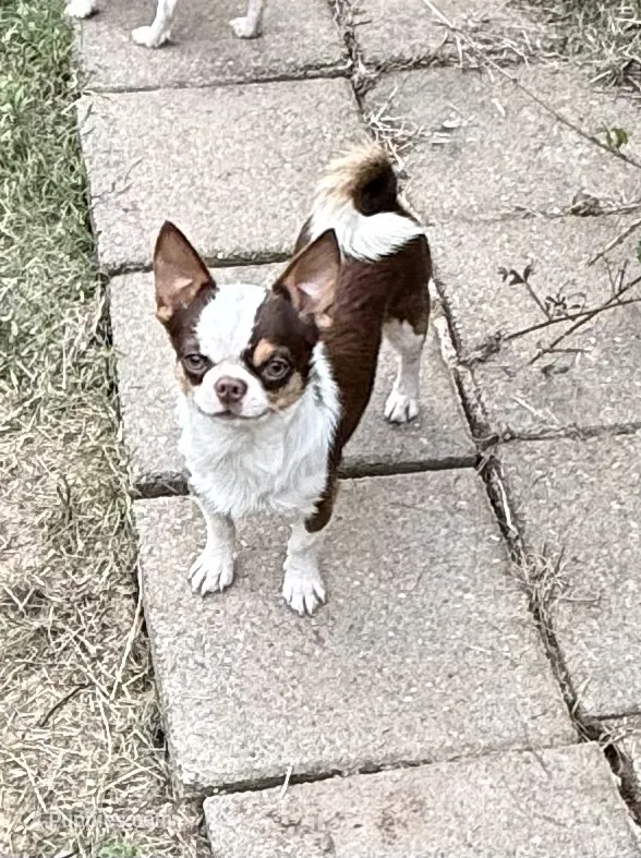 Kadan – Chihuahua puppy for sale in Purvis, MS