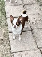 Kadan, a male Chihuahua for sale in Purvis, MS – 1 of 2
