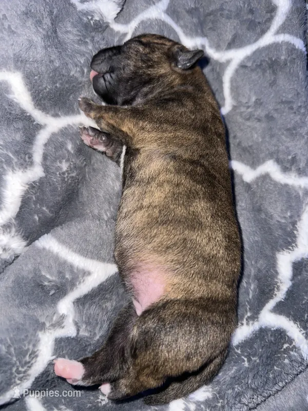 Olive – Shiba Inu, American Pit Bull Terrier puppy for sale in Woodbridge, VA