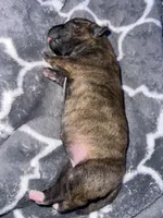 Olive, a female Shiba Inu and American Pit Bull Terrier for sale in Woodbridge, VA – 1 of 3