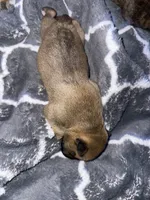 Biscuit , a male Shiba Inu and American Pit Bull Terrier for sale in Woodbridge, VA – 8 of 9