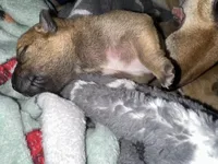 Biscuit , a male Shiba Inu and American Pit Bull Terrier for sale in Woodbridge, VA – 3 of 9