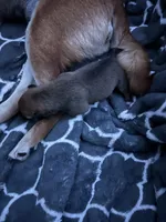 Oso, a male Shiba Inu and American Pit Bull Terrier for sale in Woodbridge, VA – 2 of 2