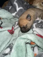 Biscuit , a male Shiba Inu and American Pit Bull Terrier for sale in Woodbridge, VA – 2 of 9