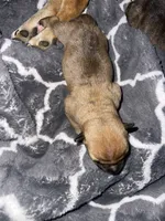 Biscuit , a male Shiba Inu and American Pit Bull Terrier for sale in Woodbridge, VA – 7 of 9