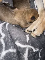 Biscuit , a male Shiba Inu and American Pit Bull Terrier for sale in Woodbridge, VA – 6 of 9