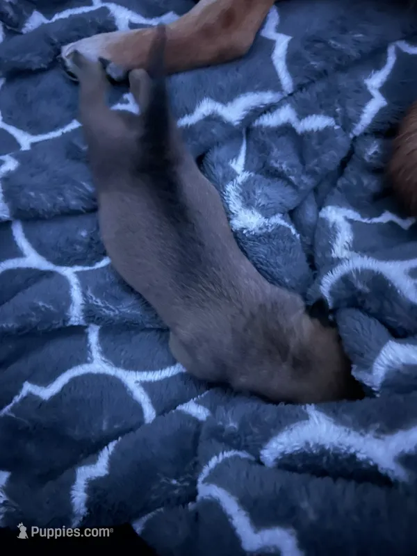 Oso – Shiba Inu, American Pit Bull Terrier puppy for sale in Woodbridge, VA