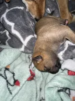 Biscuit , a male Shiba Inu and American Pit Bull Terrier for sale in Woodbridge, VA – 4 of 9