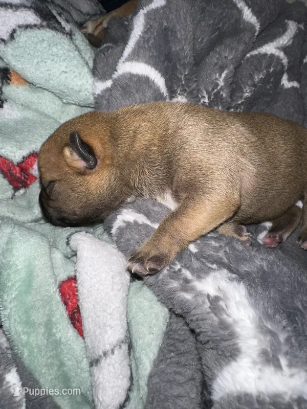 Biscuit  – Shiba Inu, American Pit Bull Terrier puppy for sale in Woodbridge, VA