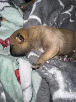 Biscuit , a male Shiba Inu and American Pit Bull Terrier for sale in Woodbridge, VA – 1 of 9
