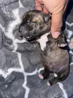 Olive, a female Shiba Inu and American Pit Bull Terrier for sale in Woodbridge, VA – 3 of 3