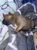 Biscuit , a male Shiba Inu and American Pit Bull Terrier for sale in Woodbridge, VA – 5 of 9